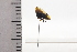  ( - JLPZ0847)  @11 [ ] CreativeCommons  Attribution Non-Commercial Share-Alike (2022) Jeremie Lapeze Institut National de la Recherche Agronomique, Zoologie Forestiere