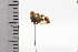  ( - JLPZ0866)  @11 [ ] CreativeCommons  Attribution Non-Commercial Share-Alike (2022) Jeremie Lapeze Institut National de la Recherche Agronomique, Zoologie Forestiere