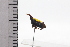  ( - JLPZ0878)  @11 [ ] CreativeCommons  Attribution Non-Commercial Share-Alike (2022) Jeremie Lapeze Institut National de la Recherche Agronomique, Zoologie Forestiere