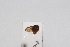  ( - JLPZ0098)  @11 [ ] CreativeCommons  Attribution Non-Commercial Share-Alike (2020) Jeremie Lapeze Institut National de la Recherche Agronomique, Zoologie Forestiere