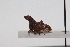  ( - JLPZ0123)  @11 [ ] CreativeCommons  Attribution Non-Commercial Share-Alike (2020) Jeremie Lapeze Institut National de la Recherche Agronomique, Zoologie Forestiere