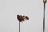  ( - JLPZ0126)  @11 [ ] CreativeCommons  Attribution Non-Commercial Share-Alike (2020) Jeremie Lapeze Institut National de la Recherche Agronomique, Zoologie Forestiere