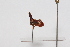  ( - JLPZ0133)  @11 [ ] CreativeCommons  Attribution Non-Commercial Share-Alike (2020) Jeremie Lapeze Institut National de la Recherche Agronomique, Zoologie Forestiere