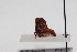  ( - JLPZ0144)  @11 [ ] CreativeCommons  Attribution Non-Commercial Share-Alike (2020) Jeremie Lapeze Institut National de la Recherche Agronomique, Zoologie Forestiere