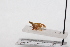  ( - JLPZ0149)  @11 [ ] CreativeCommons  Attribution Non-Commercial Share-Alike (2020) Jeremie Lapeze Institut National de la Recherche Agronomique, Zoologie Forestiere