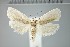 (Topiris salva - MSterling045)  @11 [ ] CreativeCommons  Attribution Non-Commercial Share-Alike (2018) Mark J. Sterling NHMUK