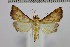  ( - MSterling055)  @11 [ ] CreativeCommons  Attribution Non-Commercial Share-Alike (2018) Mark J. Sterling NHMUK