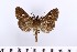  ( - MSterling061)  @11 [ ] CreativeCommons  Attribution Non-Commercial Share-Alike (2018) Mark J. Sterling NHMUK