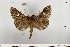  ( - MSterling062)  @11 [ ] CreativeCommons  Attribution Non-Commercial Share-Alike (2018) Mark J. Sterling NHMUK
