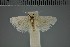  (Ptochoryctis acrosticta - NHMUK010922979)  @11 [ ] CreativeCommons  Attribution Non-Commercial Share-Alike (2018) Mark J. Sterling NHMUK