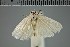  (Topiris madonna - NHMUK010922998)  @11 [ ] CreativeCommons  Attribution Non-Commercial Share-Alike (2018) Mark J. Sterling NHMUK