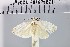  (Linoclostis gonatias - NHMUK010923030)  @11 [ ] CreativeCommons  Attribution Non-Commercial Share-Alike (2018) Mark J. Sterling NHMUK