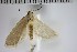  (Topiris ochrotincta - NHMUK010923169)  @11 [ ] CreativeCommons - Attribution Non-Commercial Share-Alike (2018) Mark Sterling NHMUK