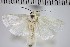  (Topiris lacteella - NHMUK010923177)  @11 [ ] CreativeCommons - Attribution Non-Commercial Share-Alike (2018) Mark Sterling NHMUK