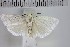  (Topiris cinderella - NHMUK010923185)  @11 [ ] CreativeCommons - Attribution Non-Commercial Share-Alike (2018) Mark Sterling NHMUK