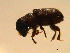  (Dendroctonus frontalis - ID-I009-001)  @13 [ ] creative commons  non-commercial only (2017) UNAH UNAH