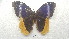  ( - MEUNAH-0085)  @11 [ ] creative commons  non-commercial only (2017) UNAH UNAH