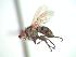  (Schoenomyza dorsalis - BUIC-CHU0146)  @13 [ ] Unspecified (default): All Rights Reserved  Unspecified Unspecified