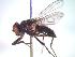  (Hydrotaea anxia - BUIC-CHU0966)  @13 [ ] Unspecified (default): All Rights Reserved  BUIC-CHU0966 Unspecified