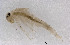  (Baetiella - Mayfly20191126-BMI)  @11 [ ] CreativeCommons  Attribution Share-Alike (by-sa) (2020) South China Agricultural University Unspecified