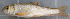  (Moxostoma congestum - MXIV0316)  @13 [ ] Unspecified (default): All Rights Reserved  Unspecified Unspecified