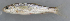  (Dionda episcopa - MXIV0334)  @13 [ ] Unspecified (default): All Rights Reserved  Unspecified Unspecified