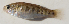  (Cyprinodon atrorus - MXIV0375)  @13 [ ] Unspecified (default): All Rights Reserved  Unspecified Unspecified