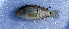  (Herichthys sp - MXIV0667)  @13 [ ] Unspecified (default): All Rights Reserved  Unspecified Unspecified
