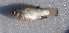  (Cyprinodon bobmilleri - MXIV0676)  @13 [ ] Unspecified (default): All Rights Reserved  Unspecified Unspecified