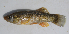  (Fundulus sp. 2 - MXIV0747)  @14 [ ] Unspecified (default): All Rights Reserved  Unspecified Unspecified