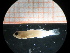  (Tigrigobius dilepis - MFL761)  @13 [ ] Unspecified (default): All Rights Reserved  Unspecified Unspecified