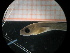  (Carapus bermudensis - MFL808)  @13 [ ] Unspecified (default): All Rights Reserved  Unspecified Unspecified