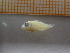  ( - MFLIV1590)  @12 [ ] Unspecified (default): All Rights Reserved  Jose Angel Cohuo Unspecified