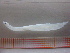  (Conger esculentus - MFLIV1690)  @13 [ ] Unspecified (default): All Rights Reserved  Jose Angel Cohuo Unspecified