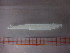  (Conger oceanicus - MFLIV1747)  @12 [ ] Unspecified (default): All Rights Reserved  Jose Angel Cohuo Unspecified