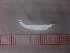  (Uroconger syringinus - MFLIV1751)  @13 [ ] Unspecified (default): All Rights Reserved  Jose Angel Cohuo Unspecified