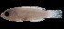  ( - MFLS3895)  @12 [ ] Unspecified (default): All Rights Reserved  Jose Angel Cohuo Unspecified