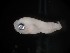  ( - MFLS4465)  @12 [ ] Unspecified (default): All Rights Reserved (2011) Jose Angel Cohuo El Colegio de la Frontera Sur