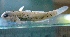  (Bathygobius antilliensis - MFLV2409)  @13 [ ] Unspecified (default): All Rights Reserved  Jose Angel Cohuo Unspecified