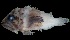  ( - MFLVI3030)  @12 [ ] Unspecified (default): All Rights Reserved  Jose Angel Cohuo Unspecified