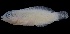  ( - MFLVI3071)  @12 [ ] Unspecified (default): All Rights Reserved  Jose Angel Cohuo Unspecified