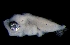  ( - MFLVI3158)  @12 [ ] Unspecified (default): All Rights Reserved  Jose Angel Cohuo Unspecified