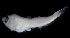  ( - MFLVI3370)  @12 [ ] Unspecified (default): All Rights Reserved  Jose Angel Cohuo Unspecified