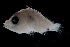  ( - MFLVI3586)  @12 [ ] Unspecified (default): All Rights Reserved  Jose Angel Cohuo Unspecified