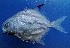  (Trachinotus falcatus - MFLVI3641)  @14 [ ] Unspecified (default): All Rights Reserved  Jose Angel Cohuo Unspecified
