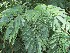  (Parapiptadenia - veg004)  @11 [ ] Unspecified (default): All Rights Reserved  Unspecified Unspecified