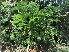 (Lonchocarpus muehlbergianus - veg007)  @11 [ ] Unspecified (default): All Rights Reserved  Unspecified Unspecified