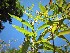  (Heteropterys glabra - veg014)  @11 [ ] Unspecified (default): All Rights Reserved  Unspecified Unspecified