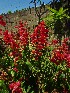  (Salvia splendens - veg017)  @11 [ ] Unspecified (default): All Rights Reserved  Unspecified Unspecified