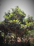  (Rhaphiolepis bibas - veg023)  @11 [ ] Unspecified (default): All Rights Reserved  Unspecified Unspecified